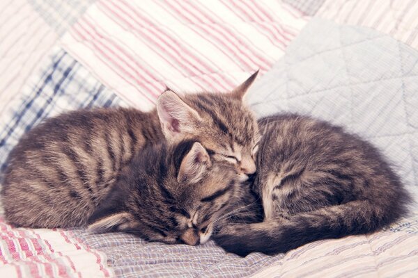 Домашние котята нежно спят на одеяле