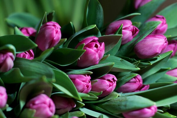 Bouquet von fuchsiafarbenen Tulpen mit grünen Blättern