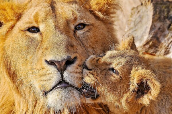 A lion cub bites an adult lion