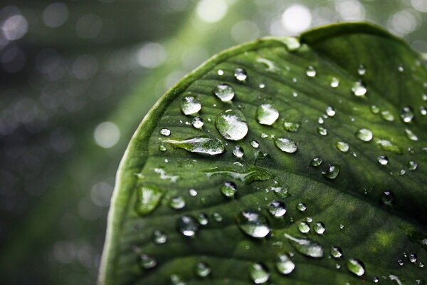 Dew drops on a green leaf