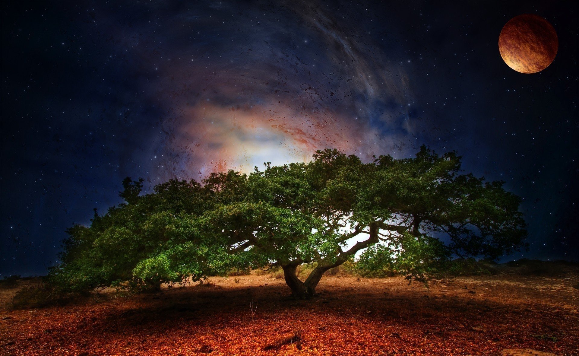 natur baum grün raum planet laub