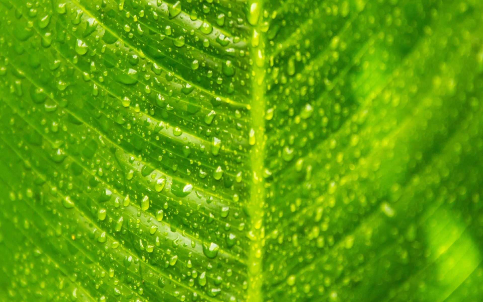 hoja macro rayas verde gotas