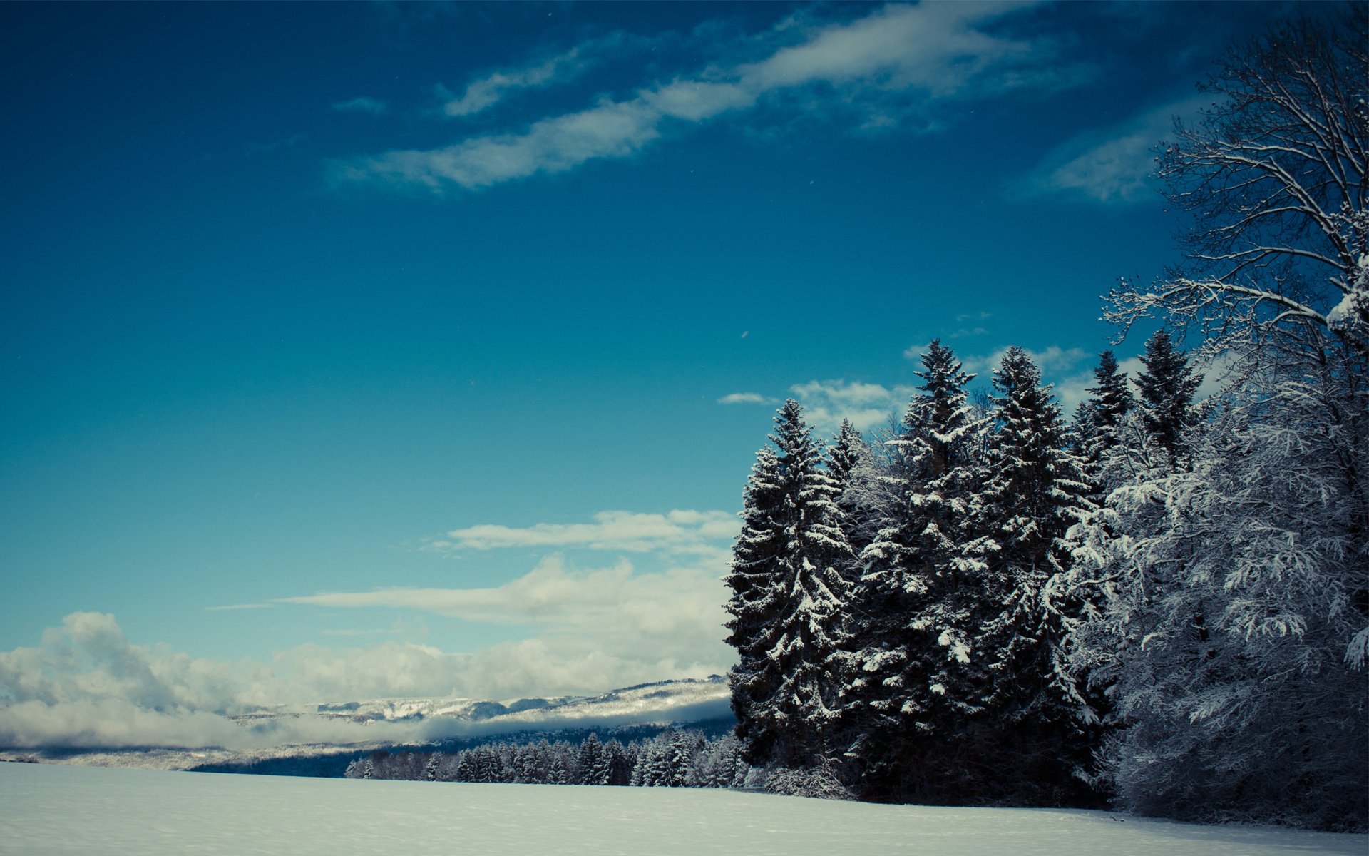 bosque agujas de pino nieve invierno abeto nubes