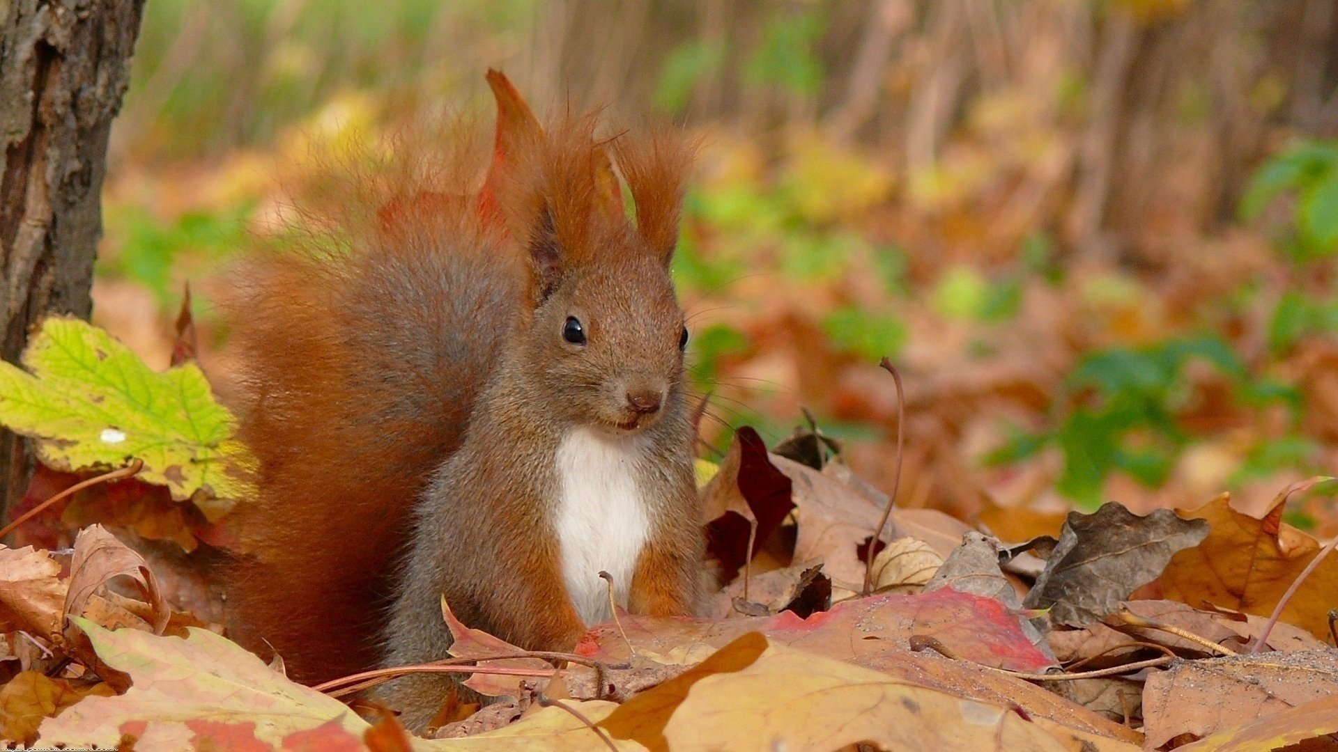 quirrel scoiattolo autunno foglie