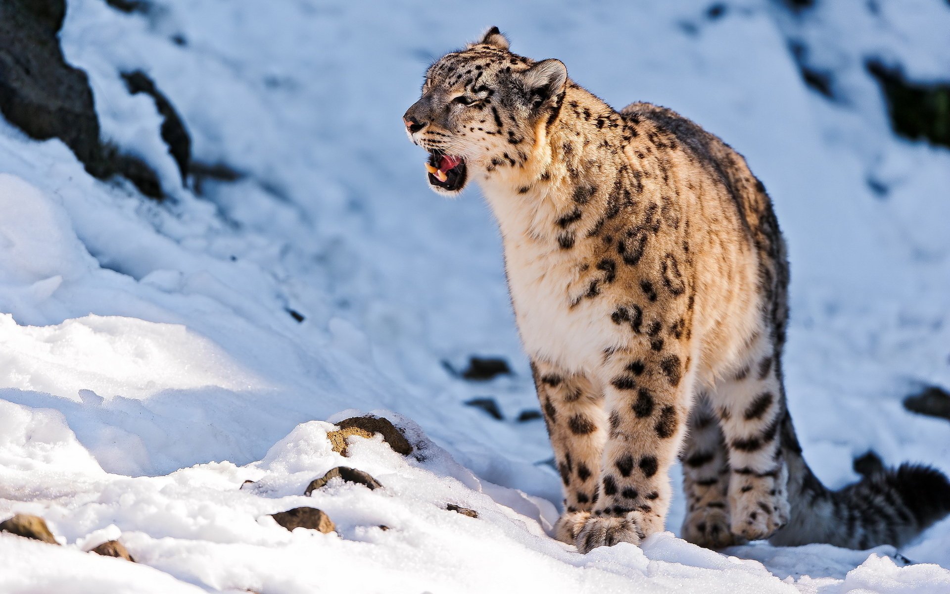 now leopard standing snow leopard uncia uncia snow leopard looking