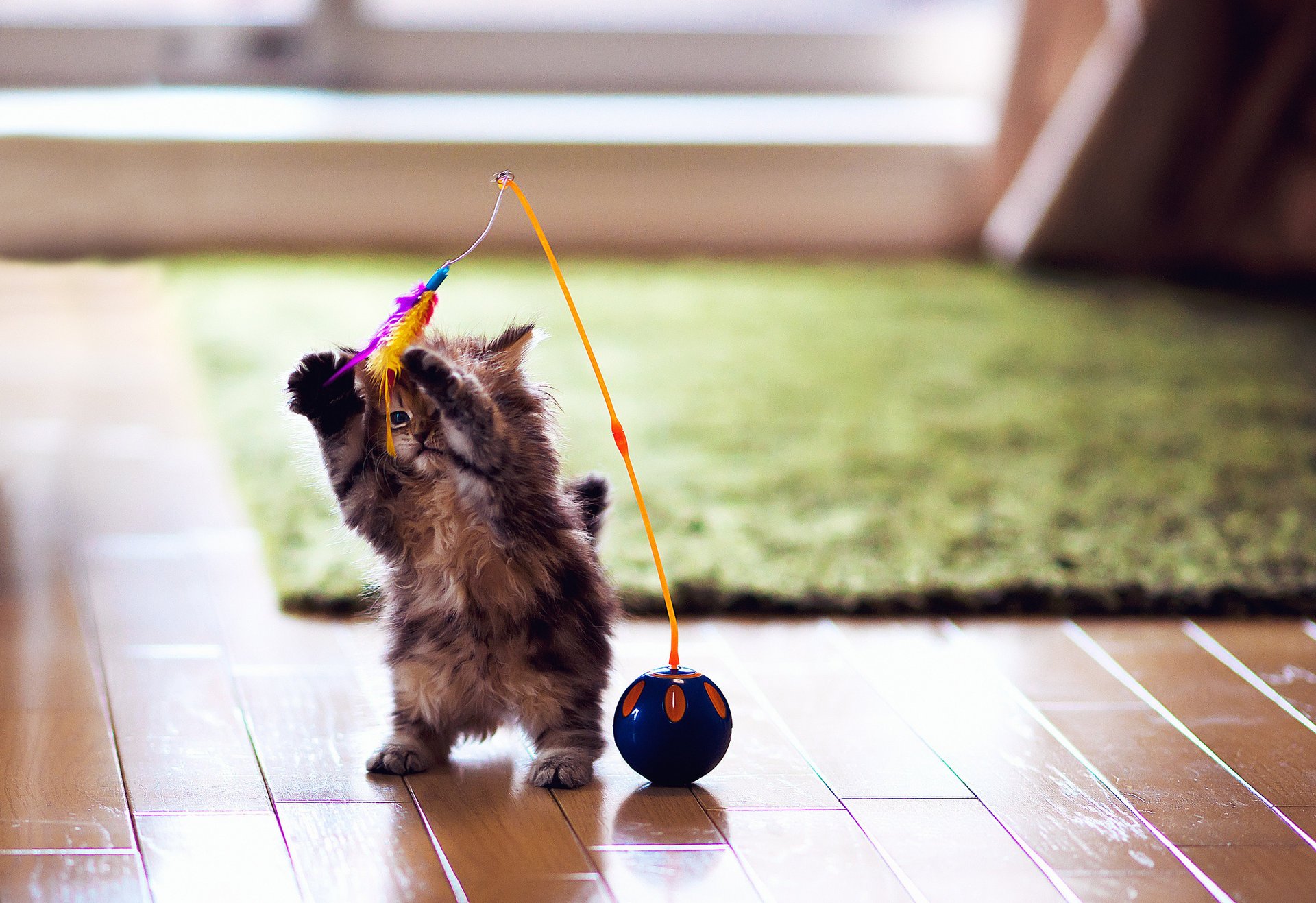 gatto giocattolo palla piume margherita gioco ben torode gattino