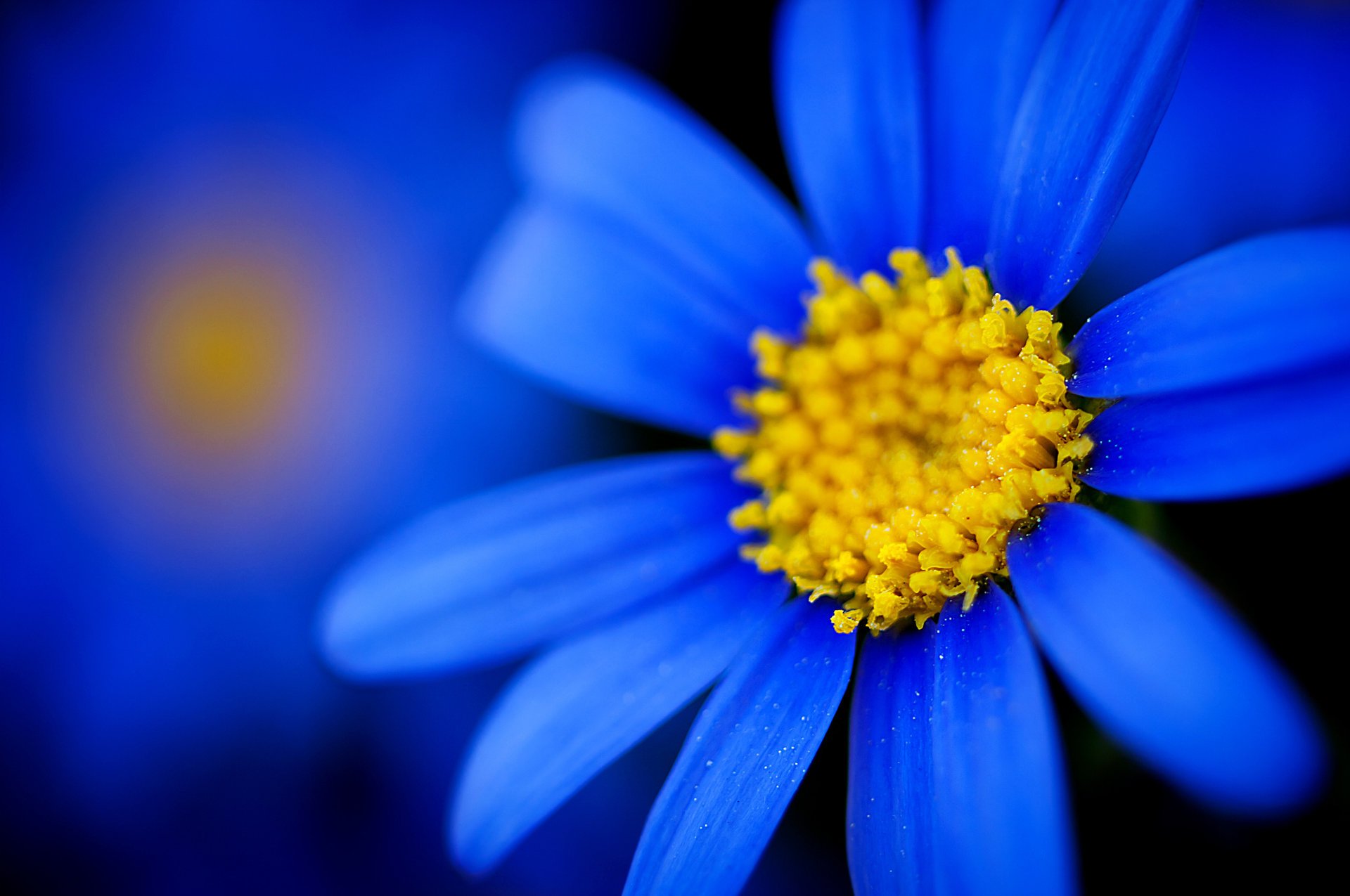 Синий не обваражительный цветок с тонкими лепестками - обои на рабочий стол