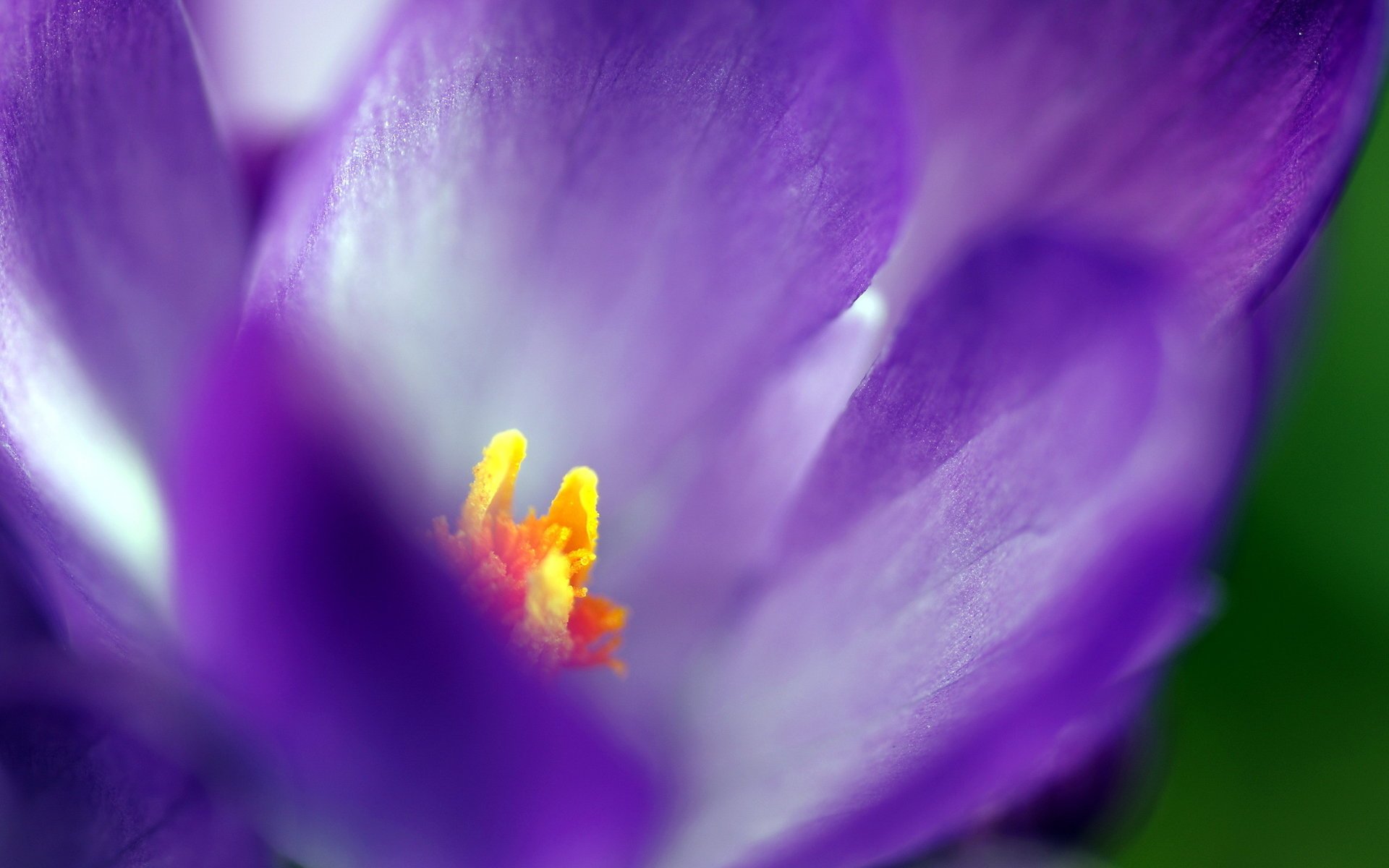 fiore macro natura