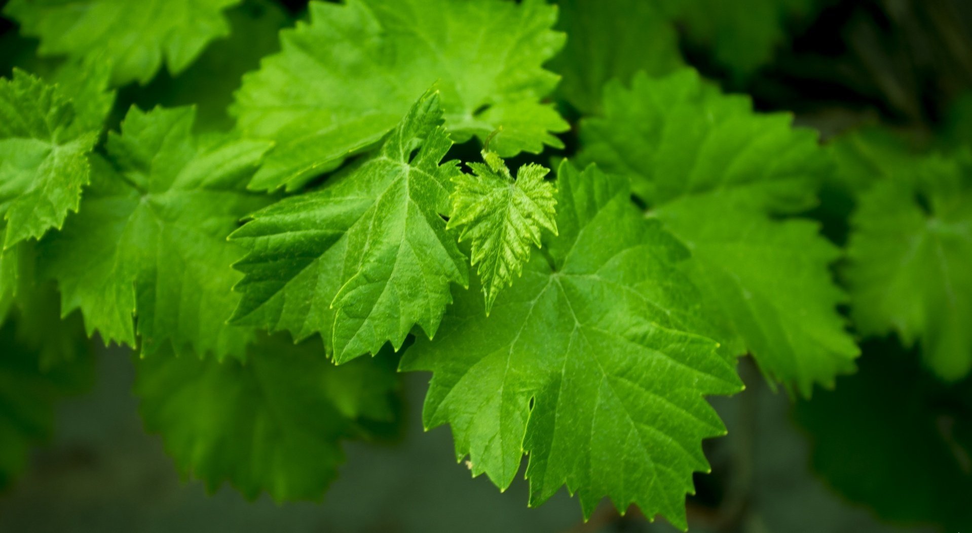 greens black background summer