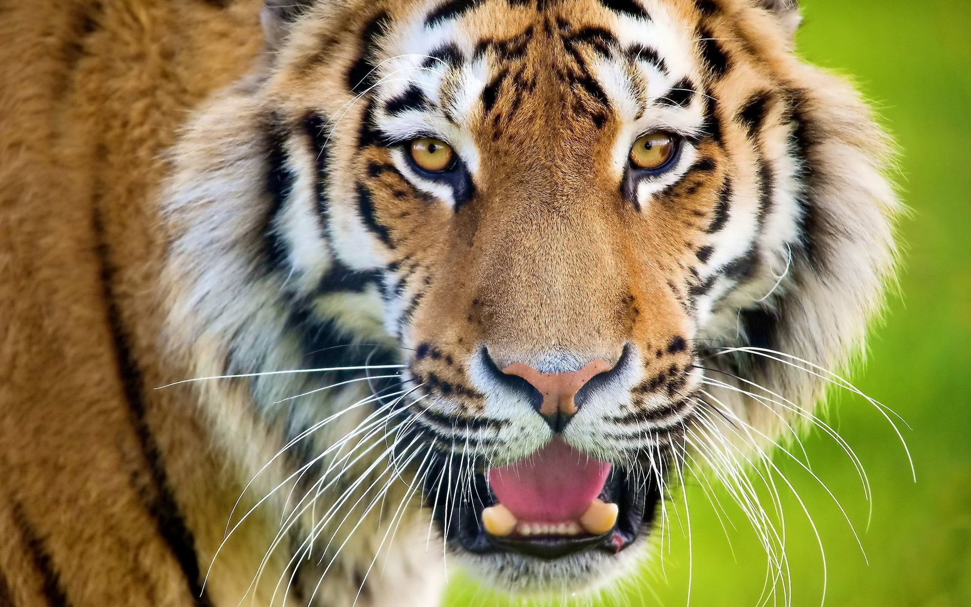 tiger streifen blick schnauze sieht aus schnurrbart katze