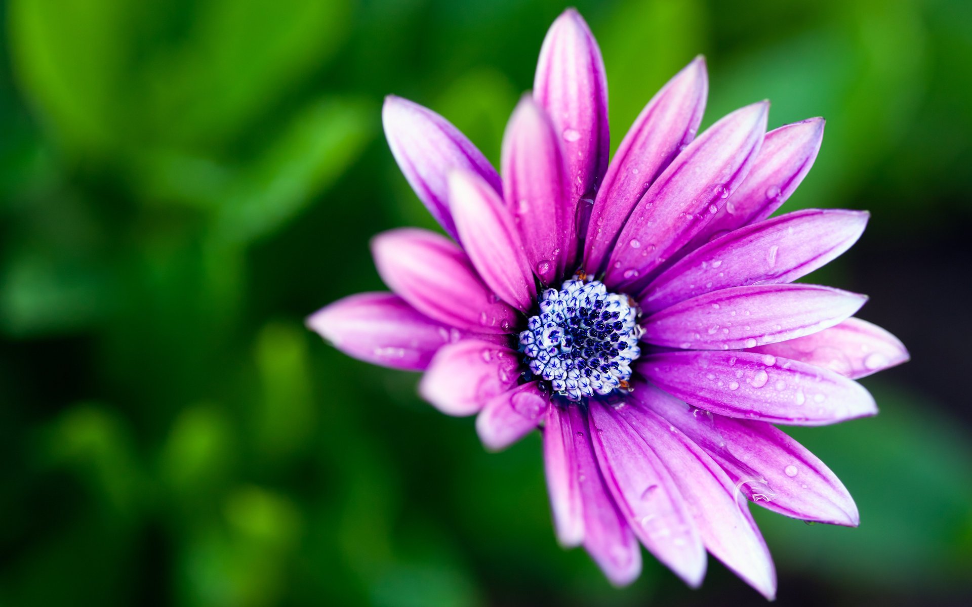 kwiat płatki bokeh farby płatki makro makro rosa flower