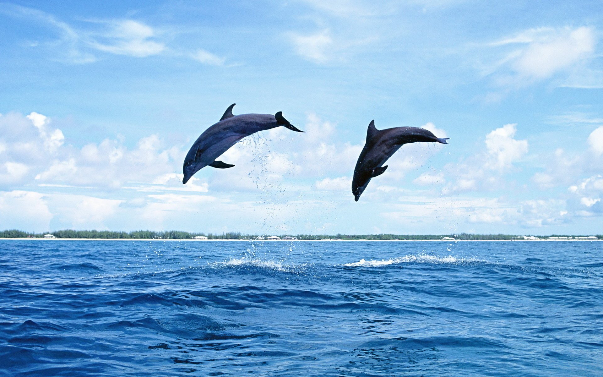 dolphins mammal jump water nature sea