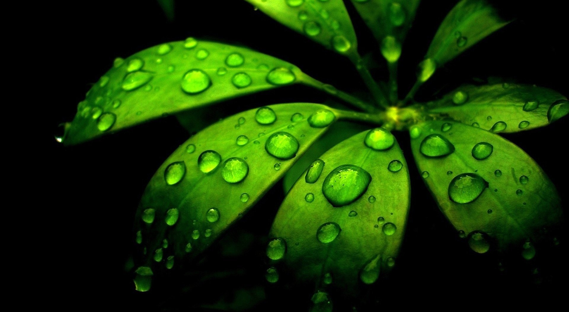 verdure fond noir rosée