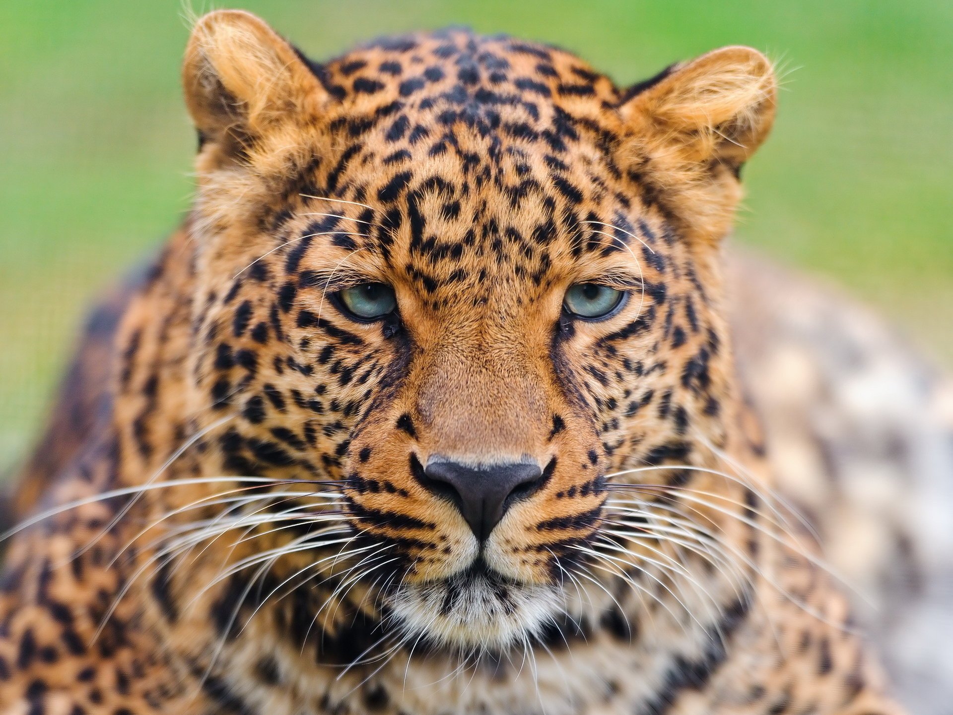 leopard piękny wąsy wygląd leopard panthera pardus pysk