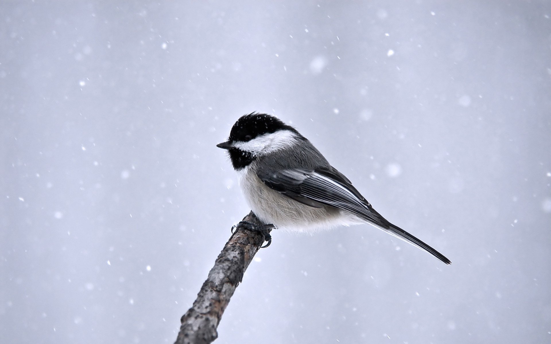 oiseau minimalisme branche neige mésange hiver