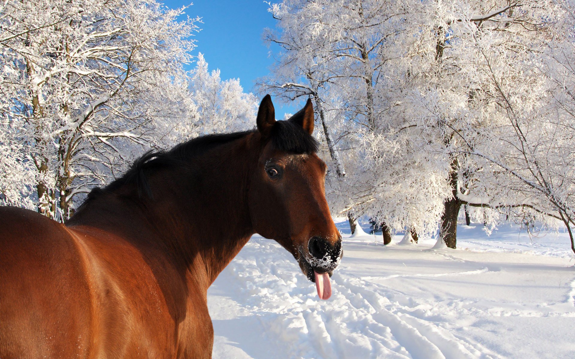 pferd zunge schnee winter