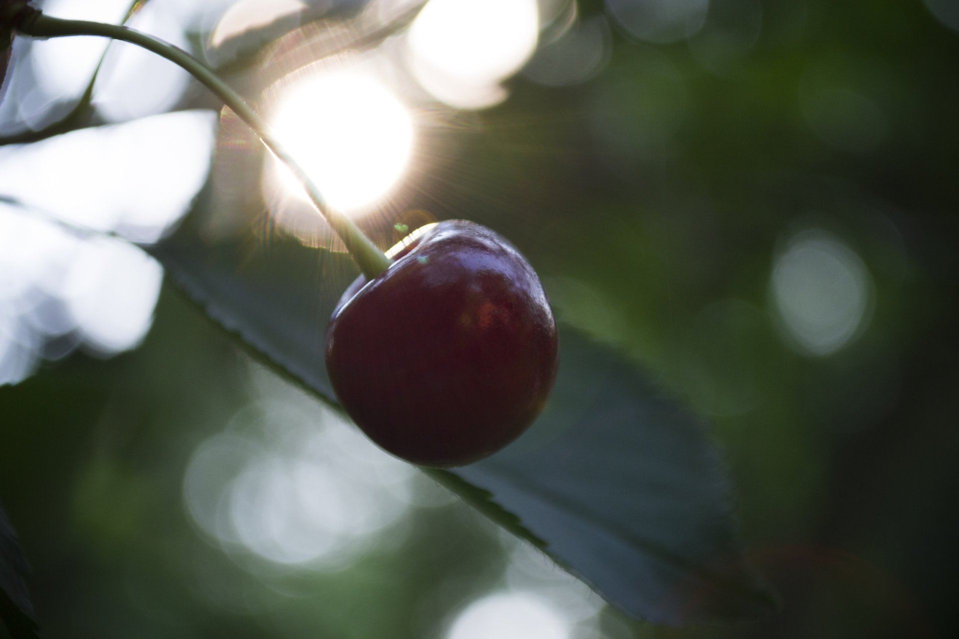 wiśnia zachód słońca jagoda makro natura