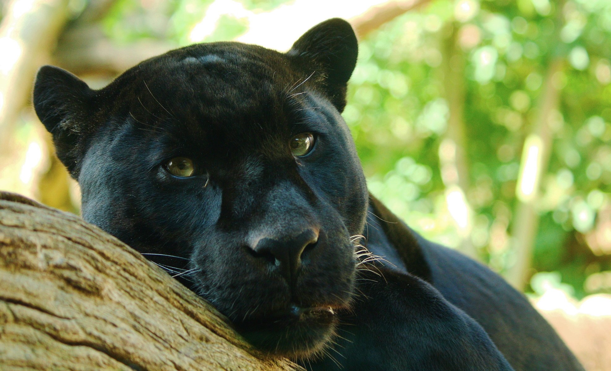 watching panther panther onca predator jaguar lie