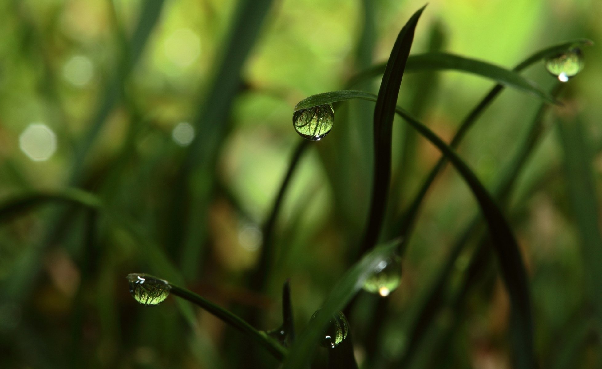 herbe goutte rosée