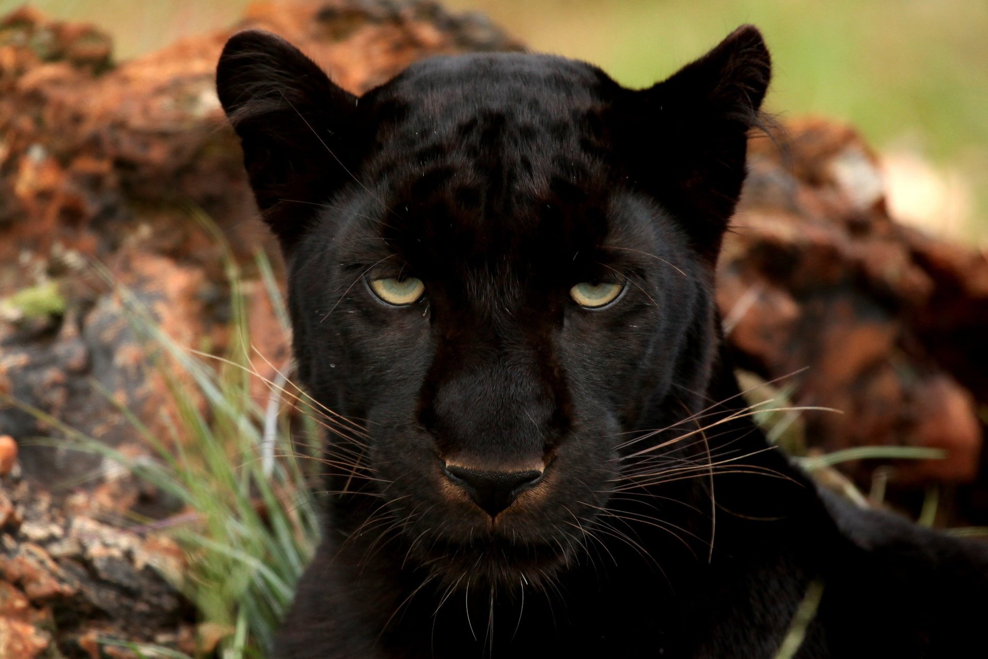 pantera leopardo negro ojos gato grande