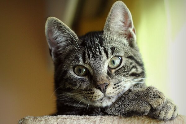 Gato gris melancólico que pone su cabeza sobre sus patas delanteras