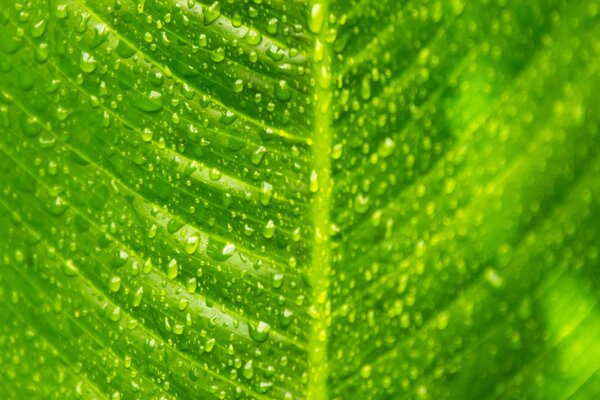 Feuille avec des gouttes de pluie dans l objectif de la caméra