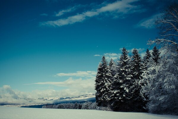 Snow-covered spruce forest without sun