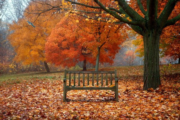 Скамейка в осеннем парке среди листвы