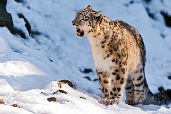 Un leopardo de las Nieves gruñendo en una ladera de montaña cubierta de nieve