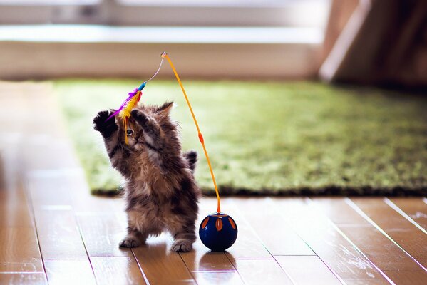 Mały puszysty kotek z zabawką stojący na tylnych łapach
