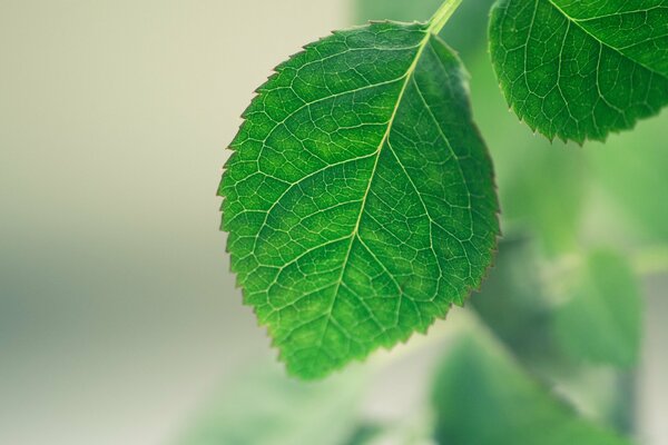 Zartes Blatt auf grünem Hintergrund