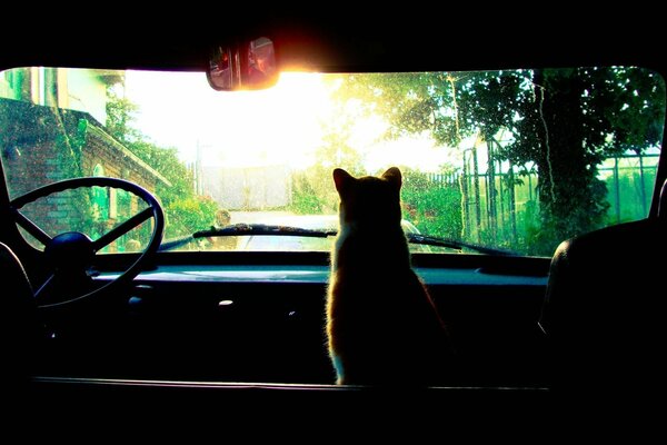 Eine Katze im Auto, die auf den Regen schaut