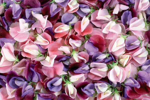 A scattering of purple pink and white petals