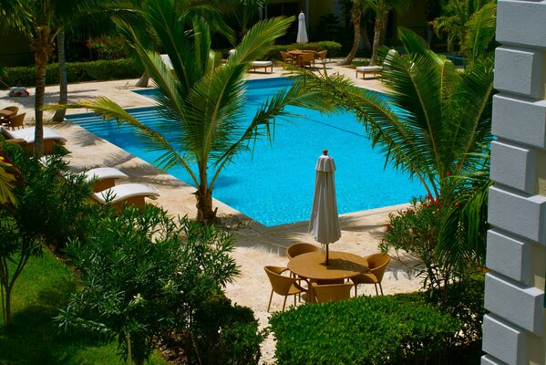 Palm tree table the blue color of the water in the pool