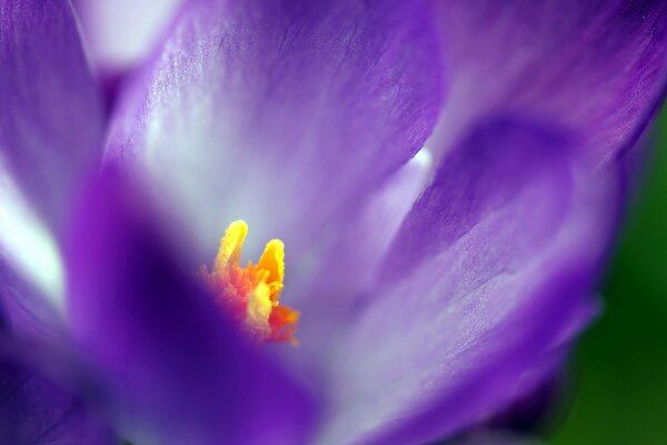 Purple flower in macro image