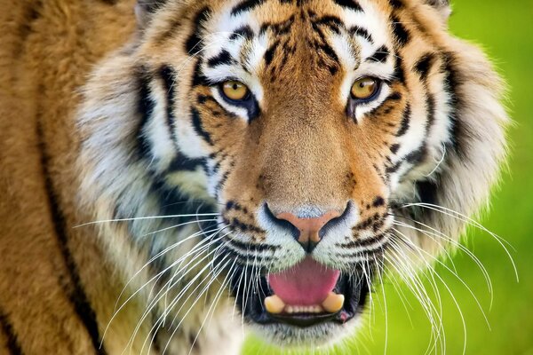 Die Schnauze eines Tigers mit offenem Mund