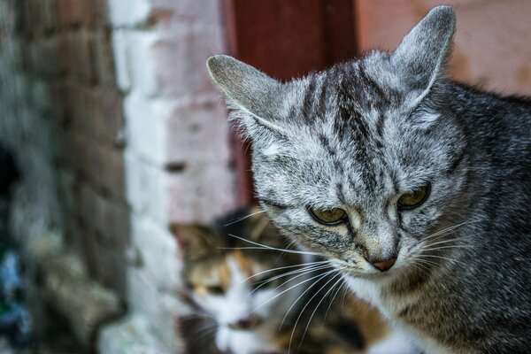 Two sitting cats look at one point