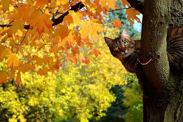 Im Herbst späht eine gestreifte Katze aus einem vergilbten Ahorn