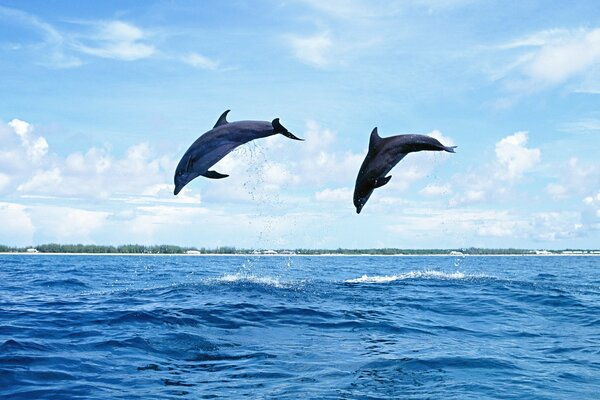 Jumping dolphins in the sea