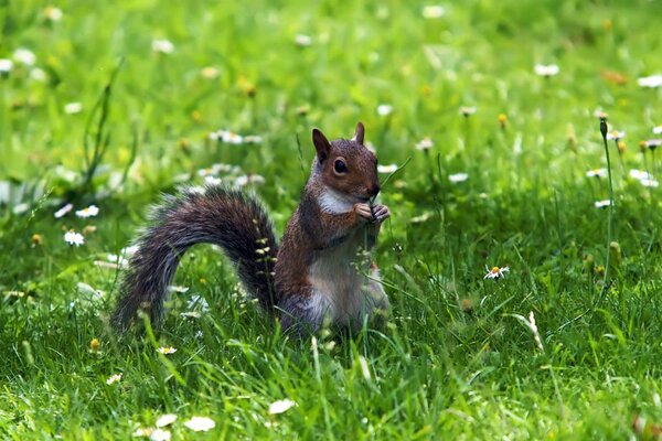 Sitzendes Eichhörnchen auf grünem Gras