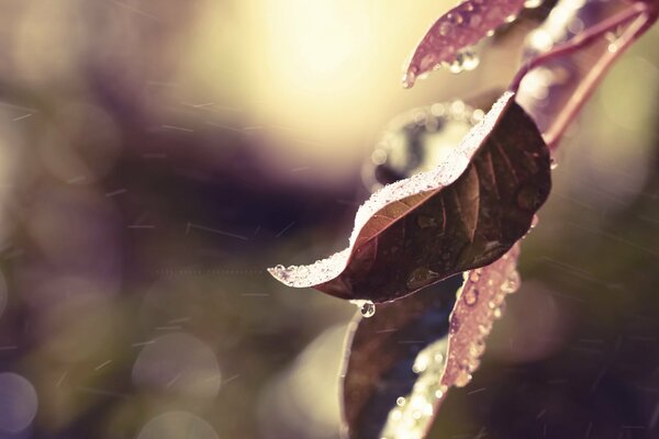 A leaf on a branch with drops of water