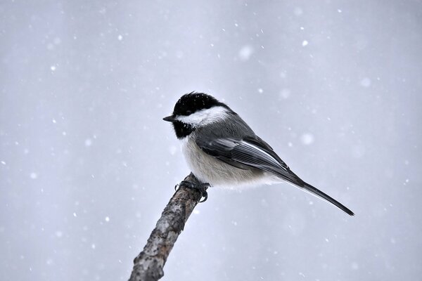 Tit sitting on a branch in winter