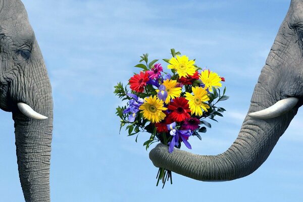 Der Elefant hält einen Blumenstrauß im Rüssel und streckt ihn aus dem Elefanten