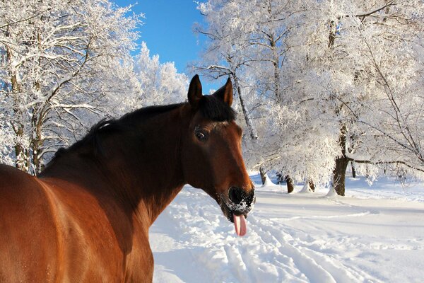 Le cheval a sorti sa langue en hiver