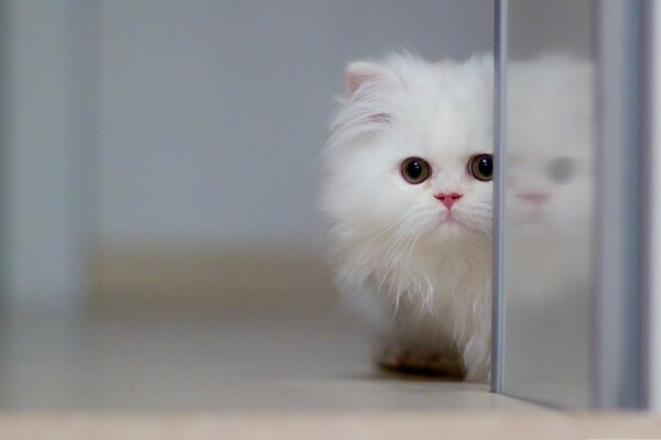 A white kitten peeks out from behind a glass door