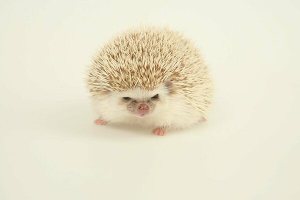 A light hedgehog on a white background