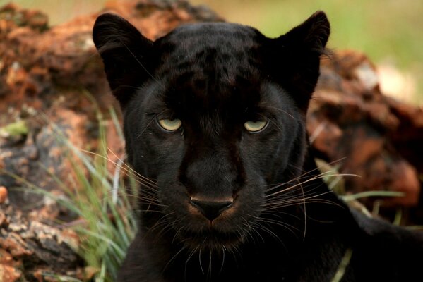 Gran Pantera negra con los ojos cubiertos