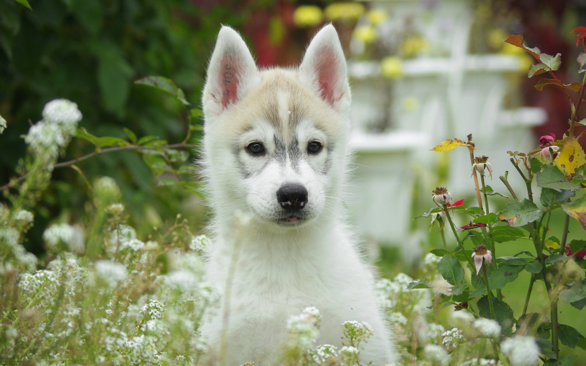 fleurs chien chiot