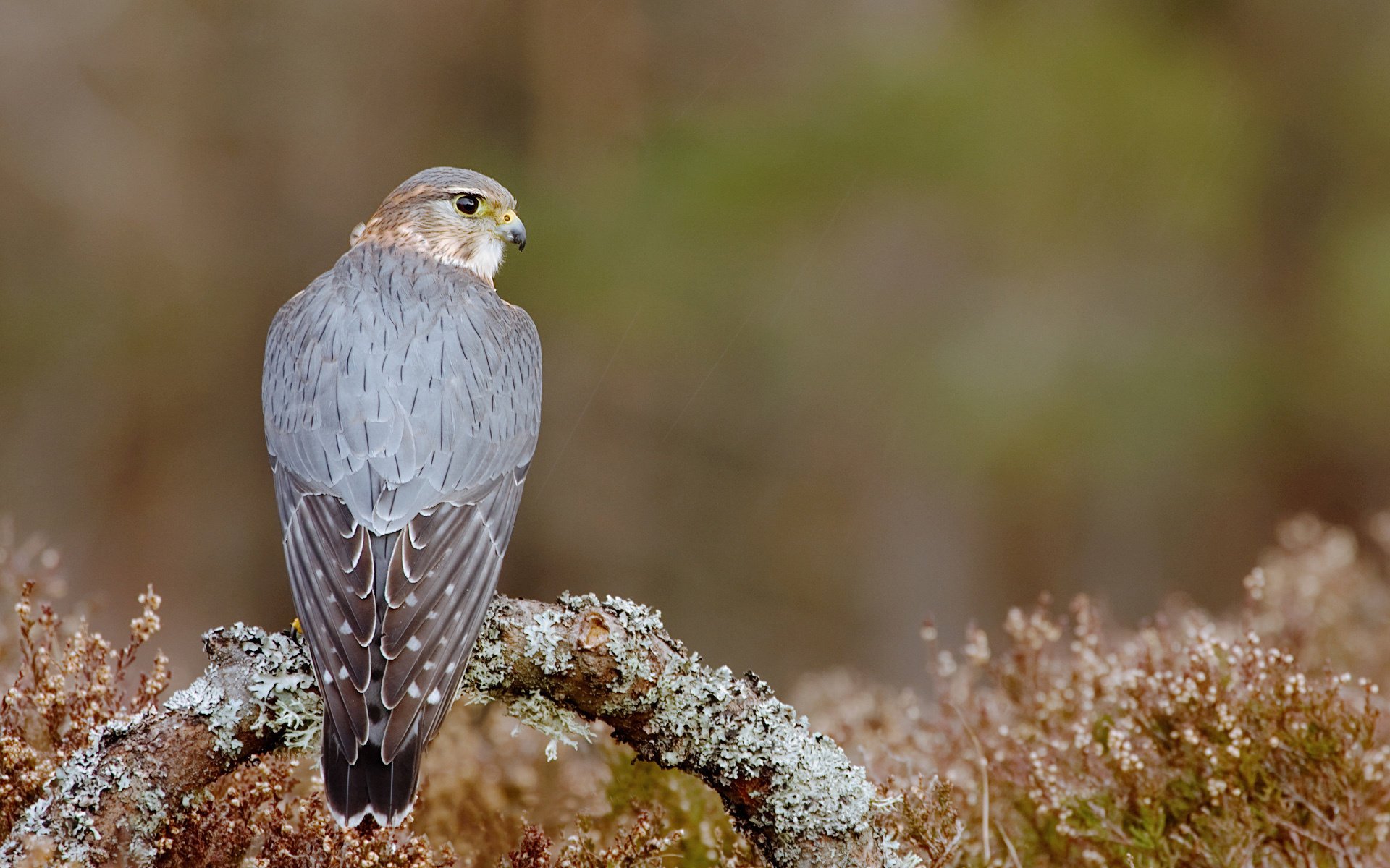 uccello falco ramo predatore seduto