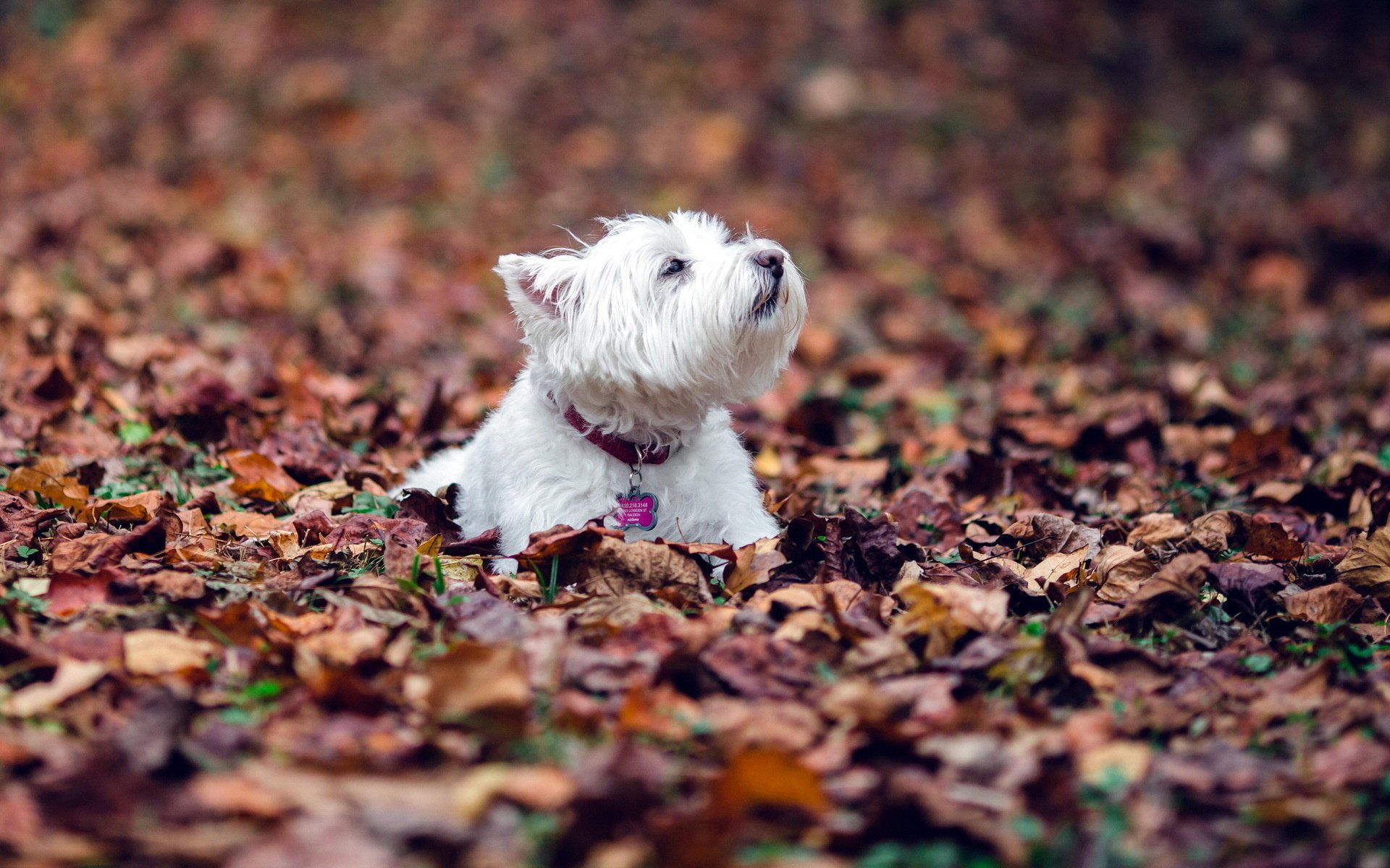 dog leaves autumn